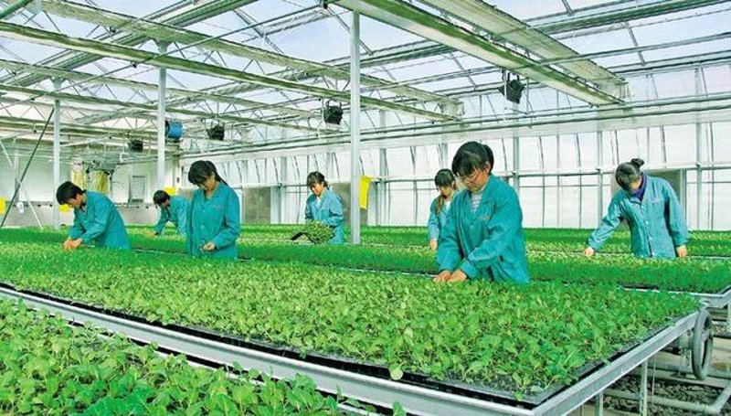 现代农业的创新之路：名品农业引领潮流